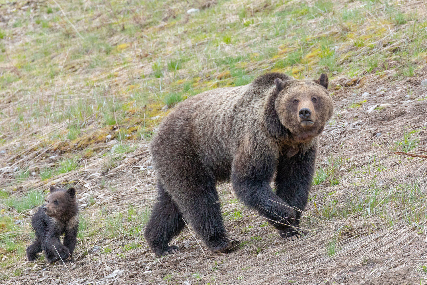 Mimic Early spring is a time for grizzly bears to find tender shoots, roots and maybe some rodents. Felicia spends nearly all her...