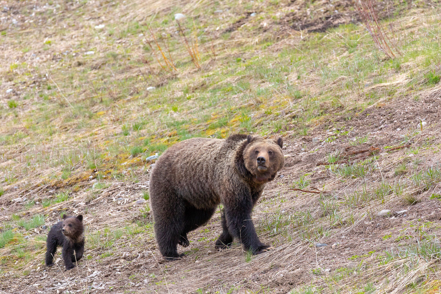 Synchronization Grizzly Felicia and her cub Pepper walk in synchronized unison.