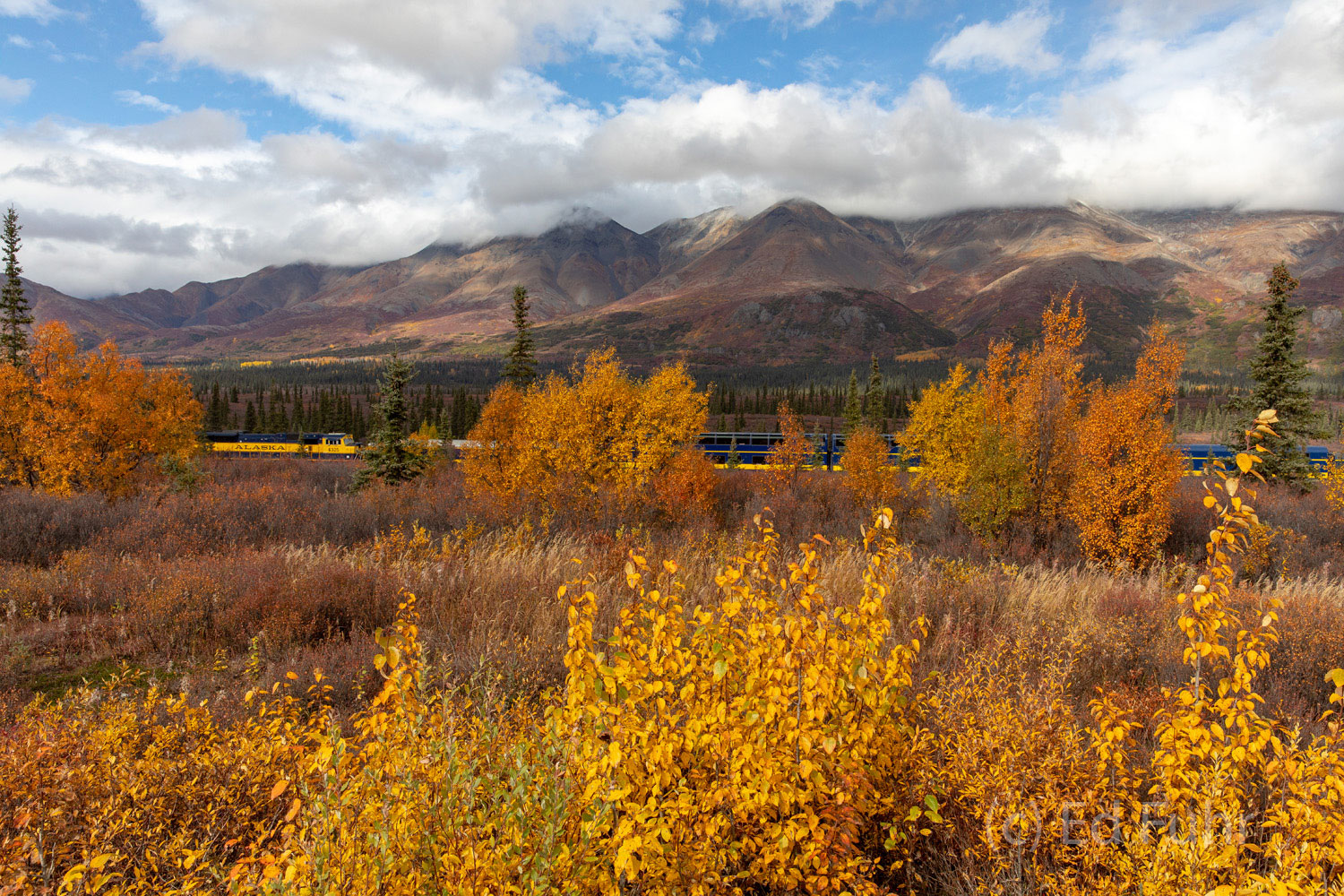 An Alaskan passenger train enters Denali in fall splendor