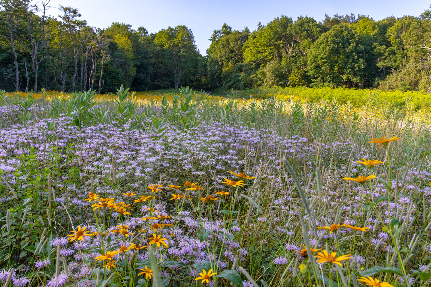 Skyline Drive WIldlflowers Shenandoah's Wild side: meadows and roadsides of yellow helianthus, solidago and rudbeckia, purple asters and monarda, white...