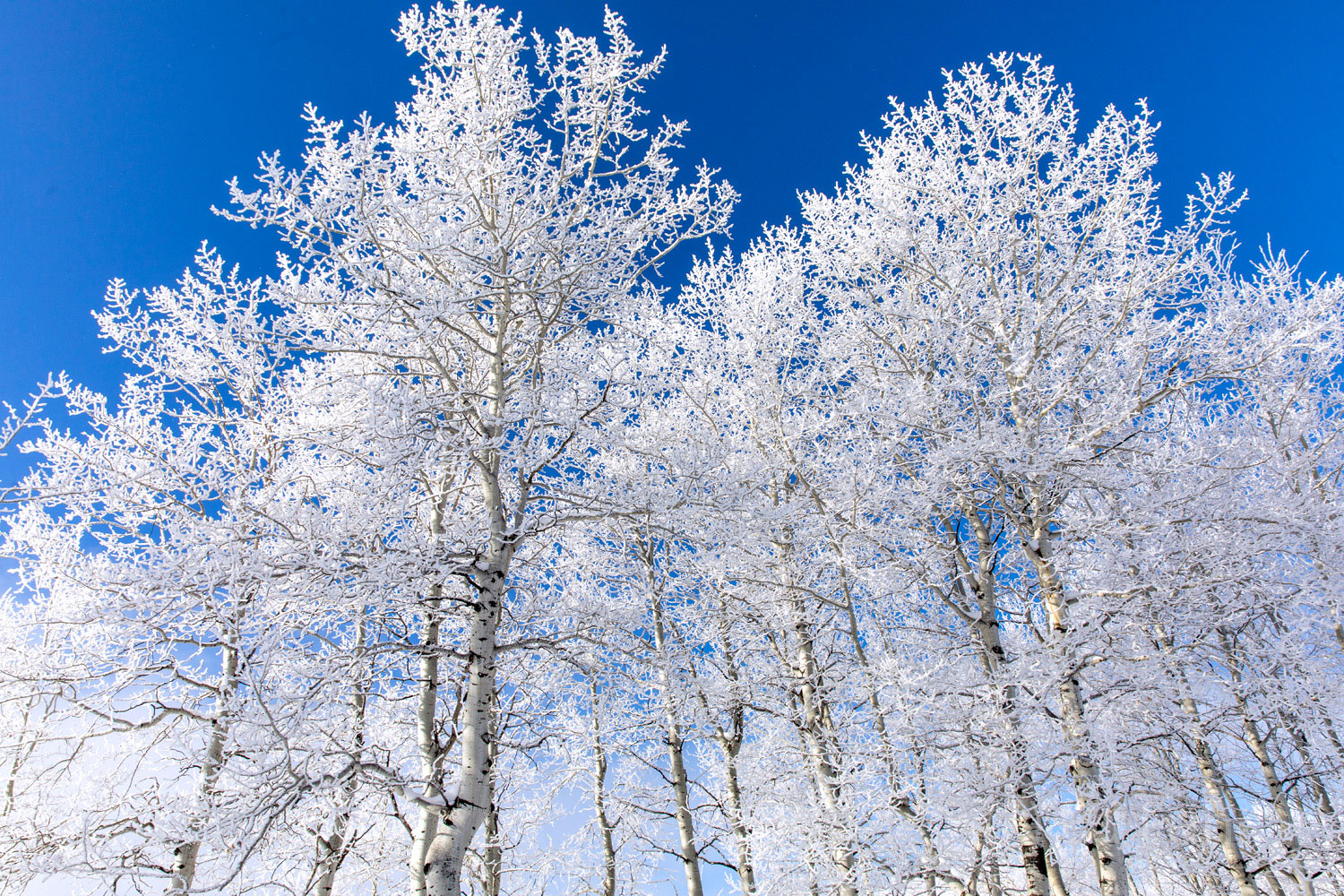 Hoarfrost There are only a few winter days a year where it is so cold that whatever moisture is in the air freezes on contact with bluebird...