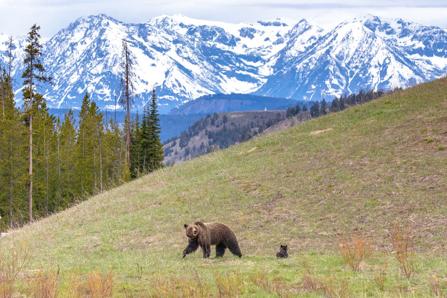 The Grand Tetons rise in the background as Pepper and Felicia stride to greener meadows below.