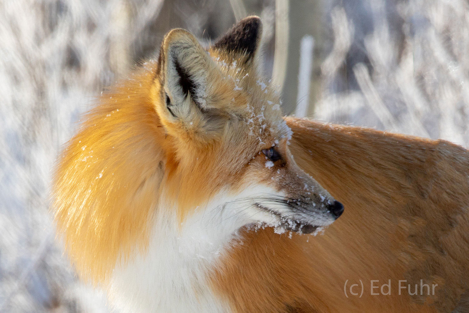 A vixen stops on her trudge through the snow to take a look behind her.