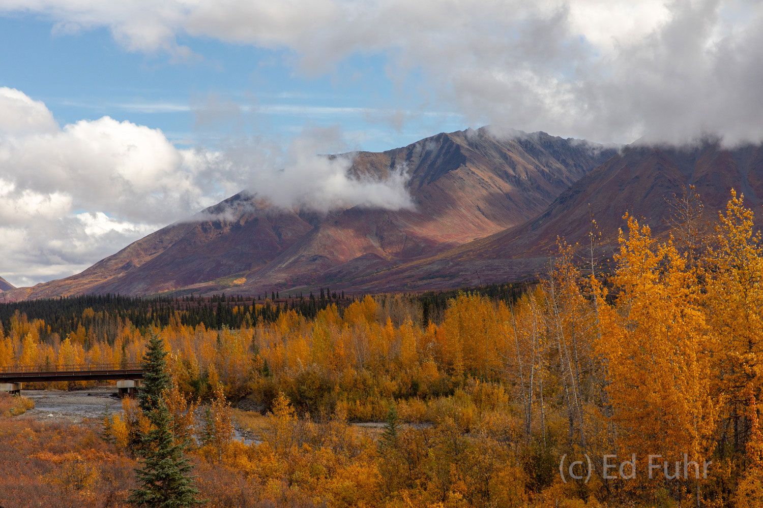 Along the banks of the Chulitna River on Denali's east side grows some of the most magnificent stands of larch and aspen.