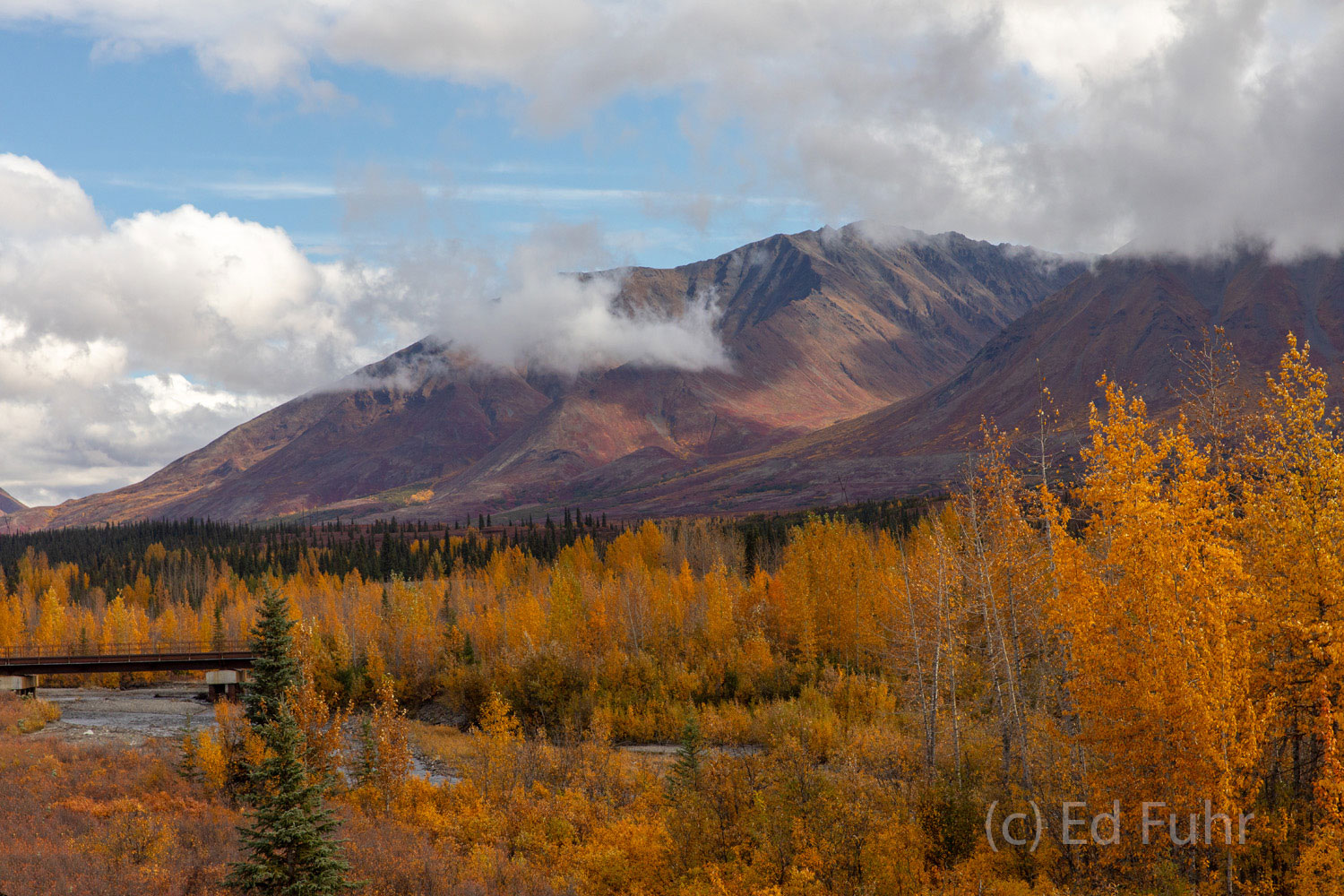 Chulitna River Along the banks of the Chulitna River on Denali's east side grows some of the most magnificent stands of larch and aspen.