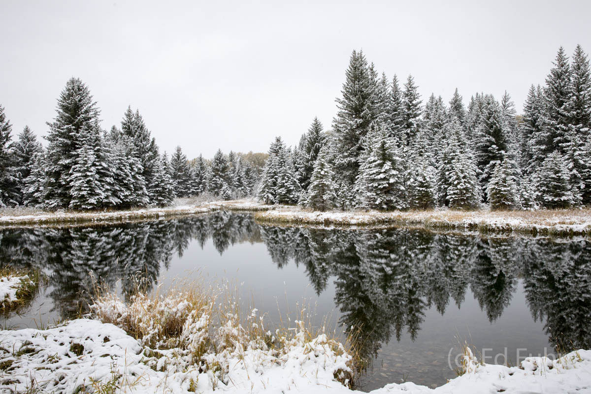 Winter's arrival at the beaver pond at Schwabacher Landing.