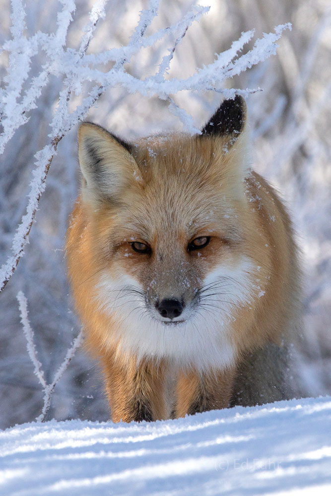 Fox on the hunt.