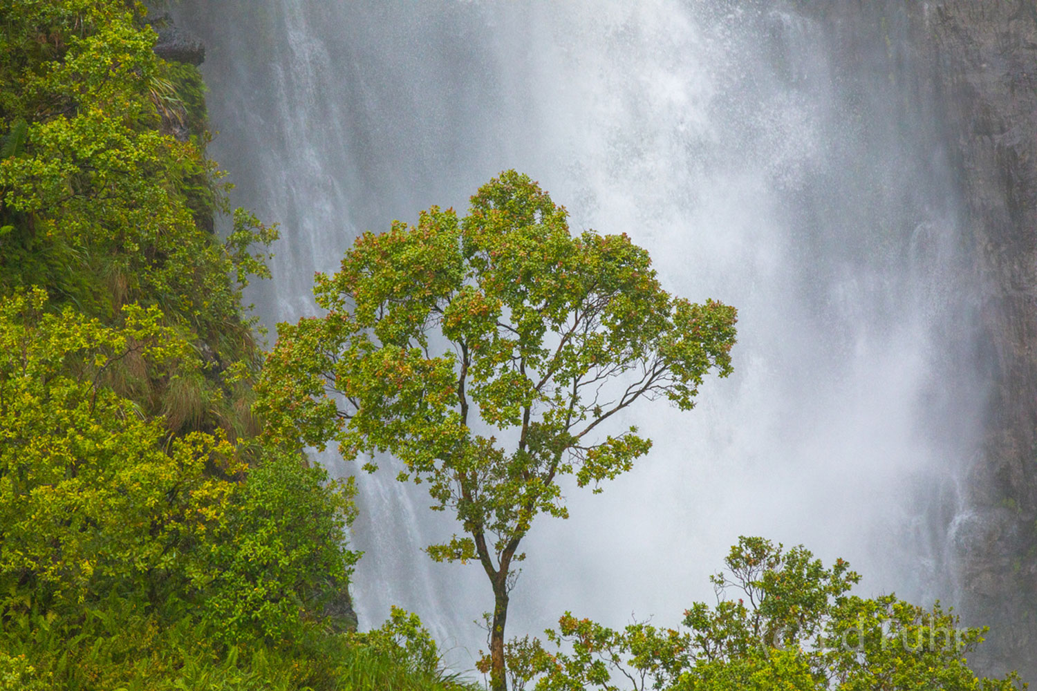 Reachable only by helicopter, another of Kauai's countless waterfalls overflows from the heavy rains of late spring.