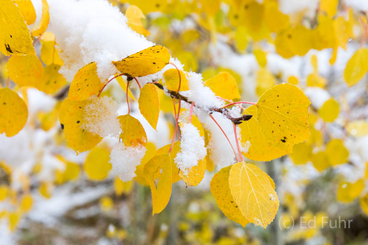 aspen, snow, autumn, , 2017, Tetons, Grand Teton