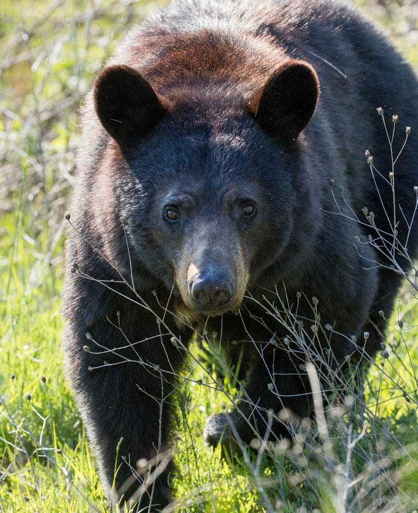 A black bear hunts for food in the waning light of a spring evening.