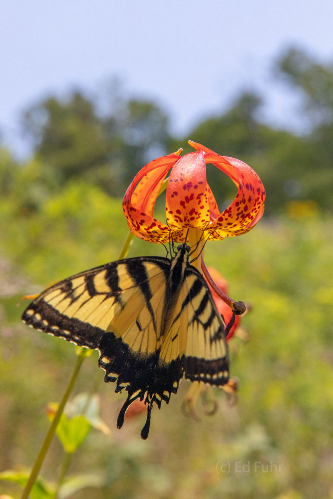 Butterfly on Turks Cap Yellow Tiger Swallowtail on Turks Cap