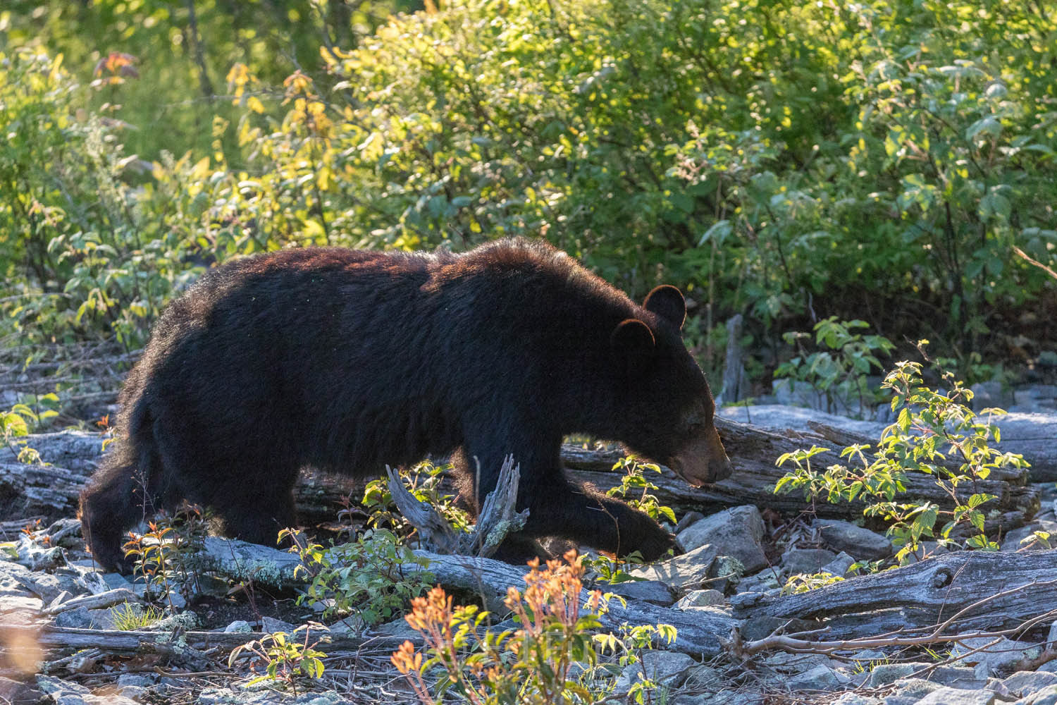 Feeding Bear A black bear forages in the twilight of spring.