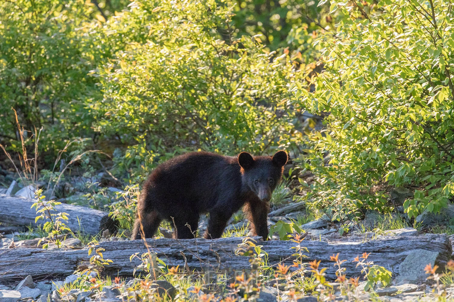 Black Bear Cub in Spring A bear cub looks for mom, and food.