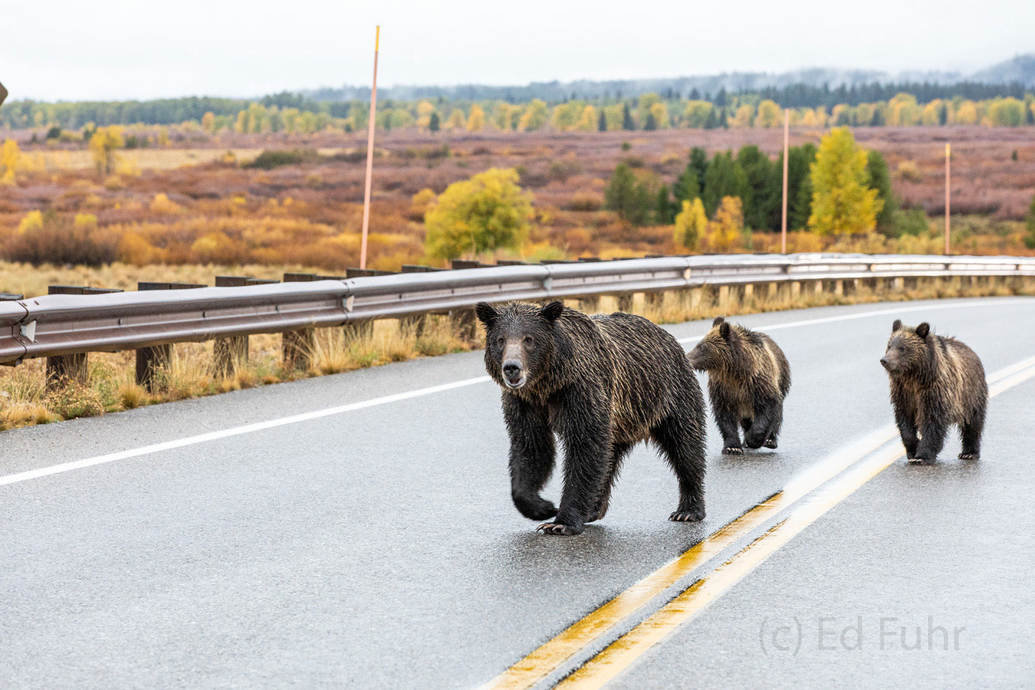 A grizzly bear, Blondie, leads her two cubs down the road.  In the Grand Tetons you never know whom or what you might have to...