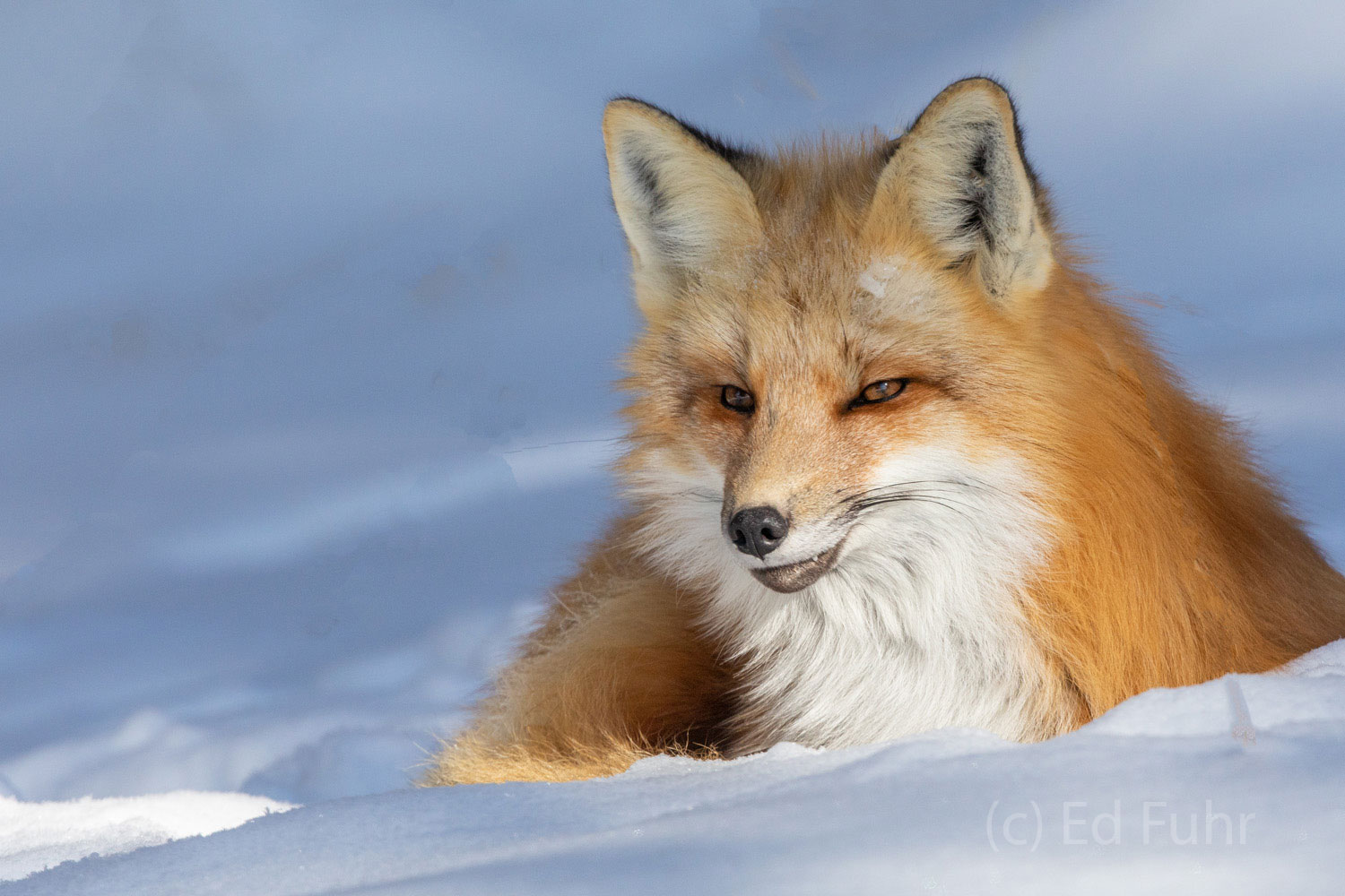 As the sun rises, this fox has bedded down.  He will stay put for several hours, maybe more, until he resumes his hunt for food...