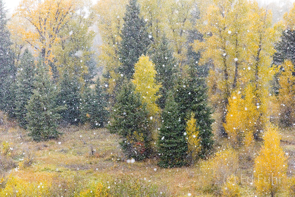 The first snow begins to fall as September give way to October, and the aspen gold gives way to a long winter of snow and cold...