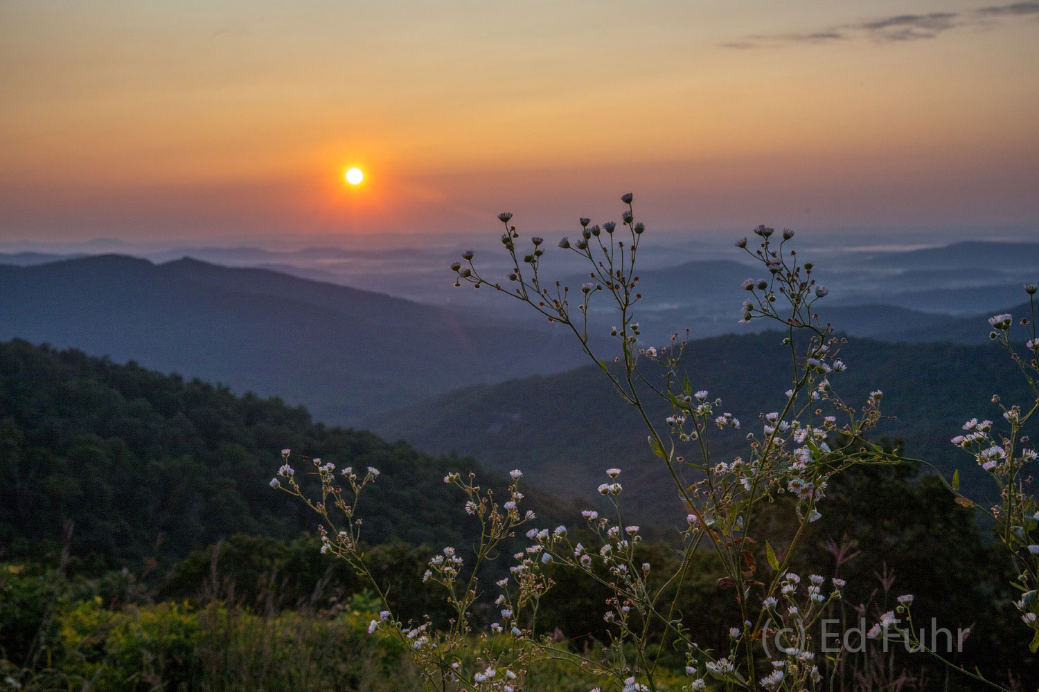 Summer Sunset on a Flower Filled Overlook Sunset on White Callico Asters