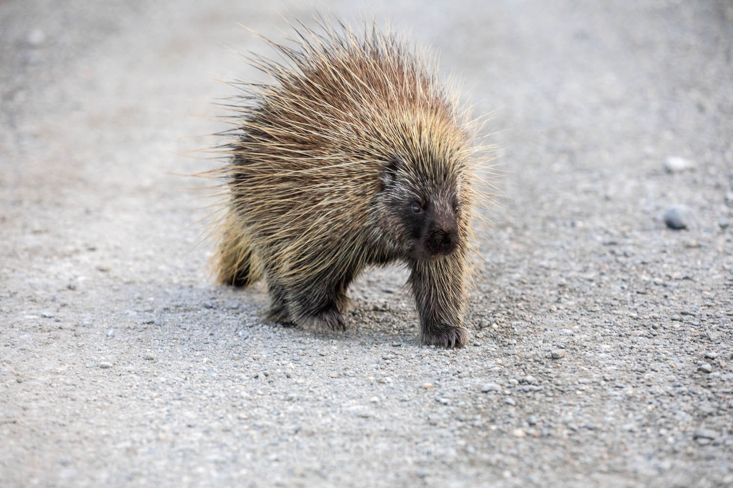 A well-protected porcupine slowly ambles down the Park Road after sunrise.