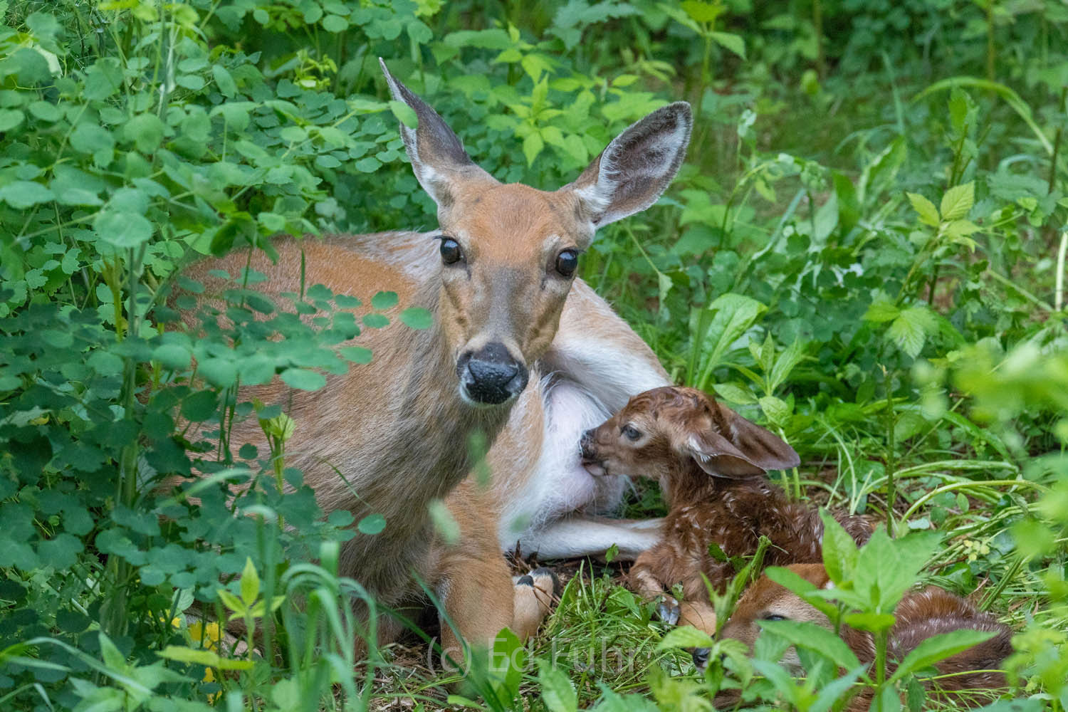 Minutes After Birth A doe gives birth with a live audience. It is a miraculous experience watching the birth, mom cleaning her newborn, and nursing...