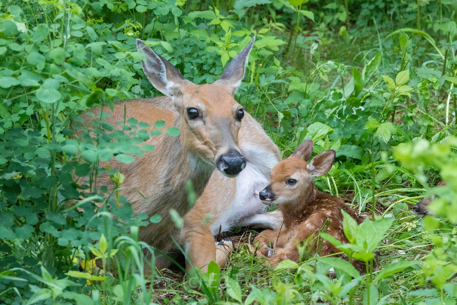 Moments after being cleaned and nursed for the first time,  just 20 minutes after birth, I present to you the newest, prettiest...