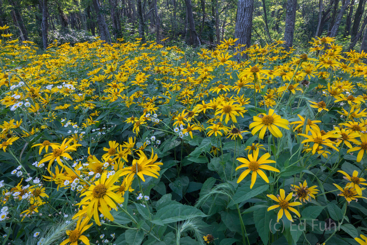 Wildflowers at the Forest's Edge