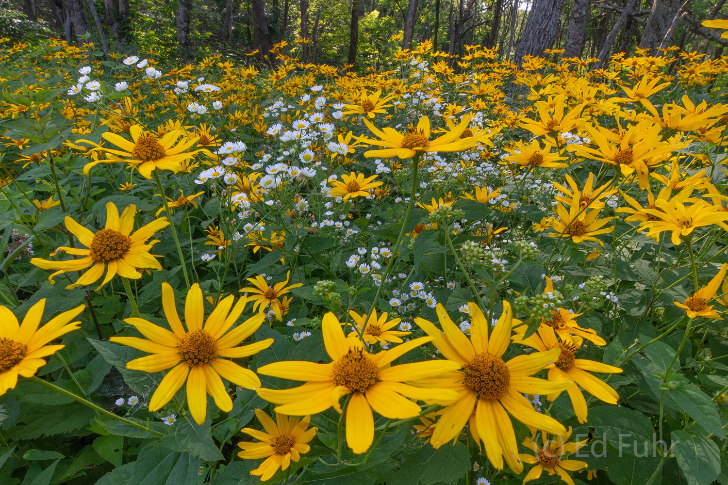 A Wilflower Drive Shenandoah's wildflowers line long stretches of Skyline Drive and bank the edges of her nearby forests. Here, yellow helianthus...