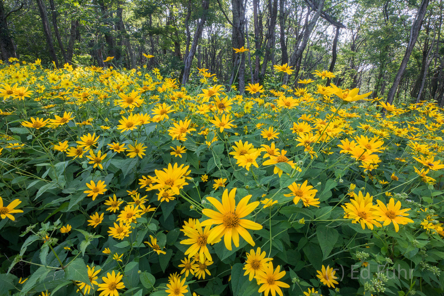 A Carpet of Wildflowers When conditions are right, Shenandoah can boast some of the best summer wildflower displays on the east coast.