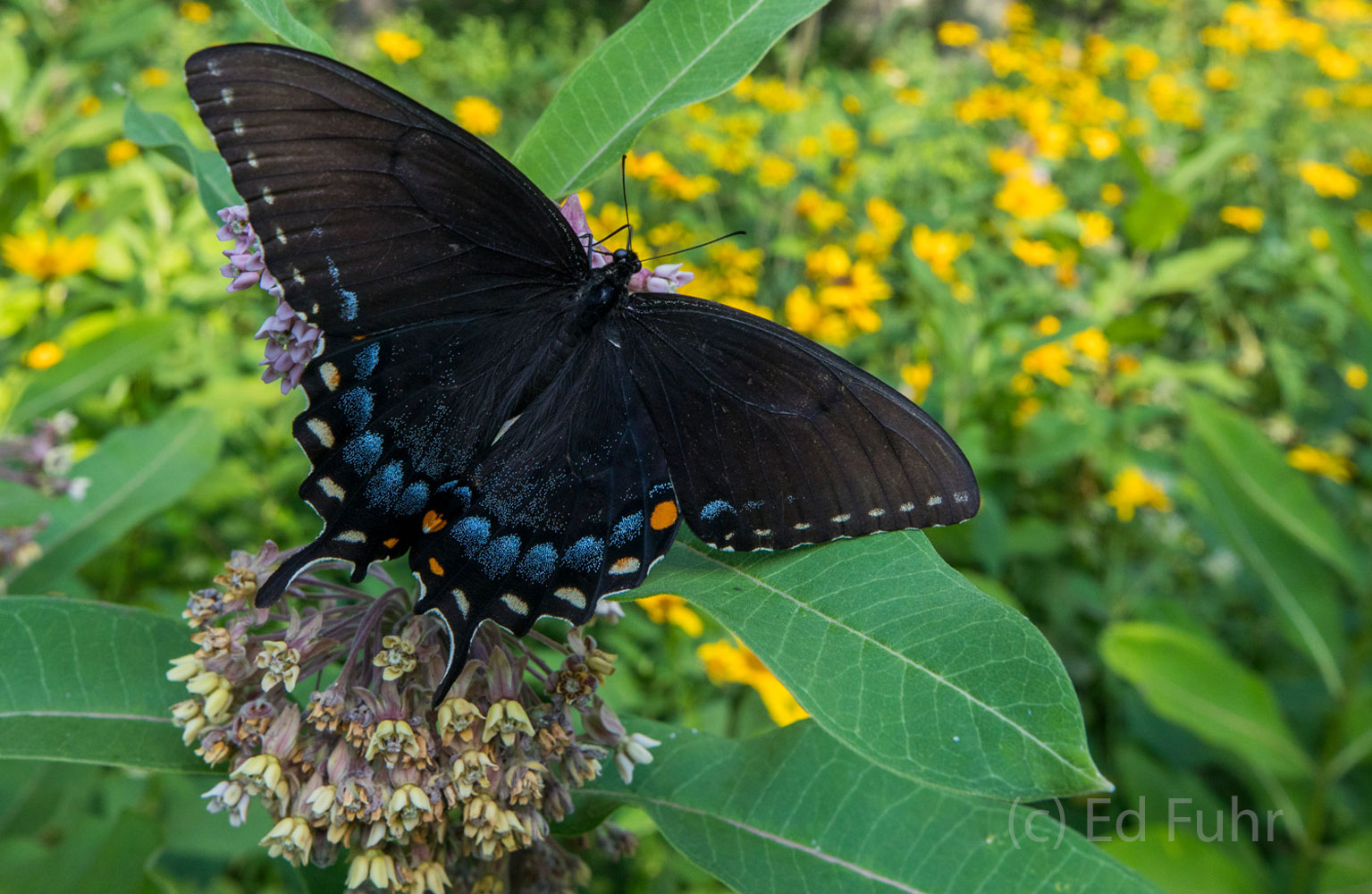 A black female swallowtail perches atop a large milkweed bloom, one of its favorite sources of nectar.