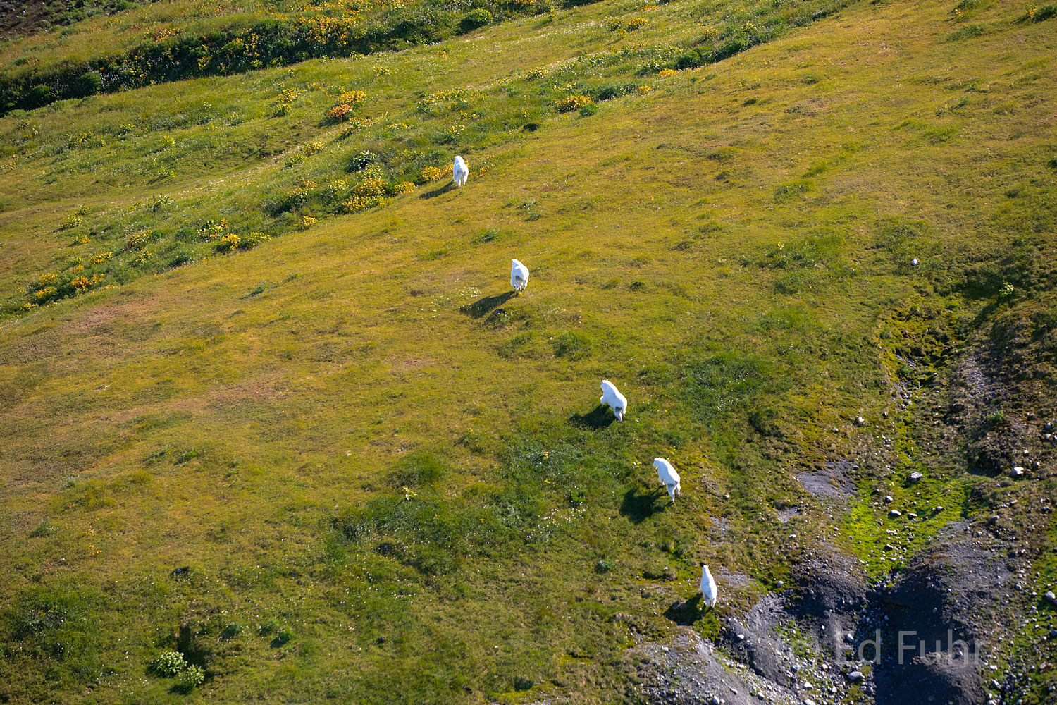 Mountain goats run across the autumn tundra atop the Chittisone mountain range in Wrangell-St. Elias NP.