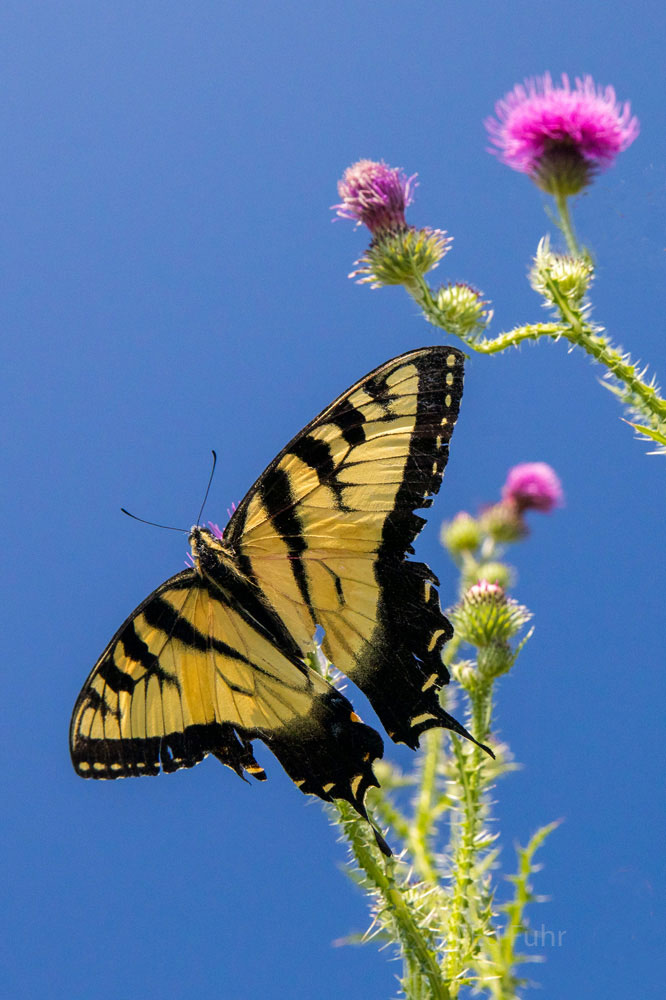 Tiger on Thistle With great wildflowers comes great butterflies! Here, a male yellow tiger swallowtail is attracted to the nectary of a common...