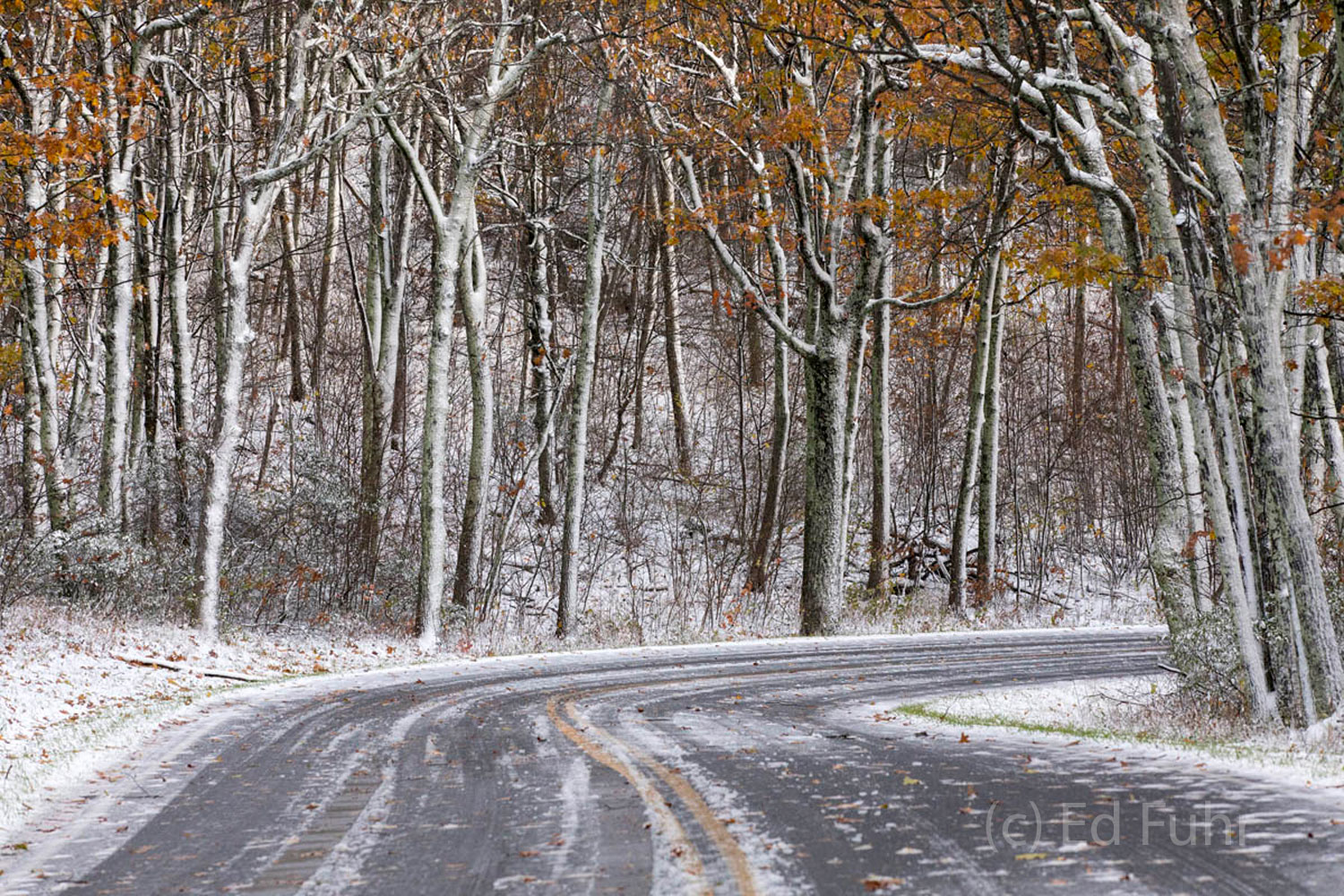 Skyline Drive I Is it autumn or winter?