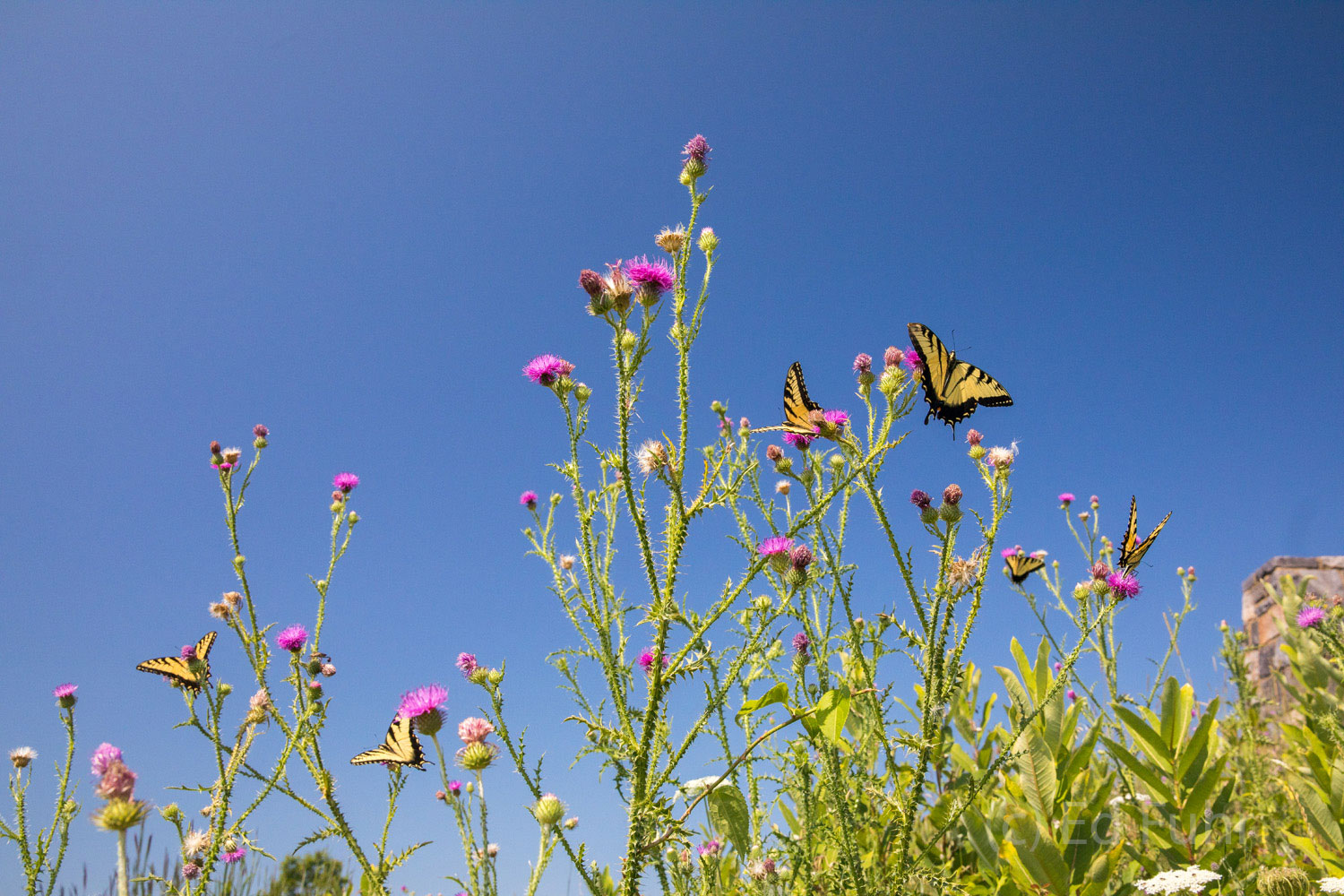 TIgers in the Sky Yellow Tiger Swallowtails feast on blooming thistle.