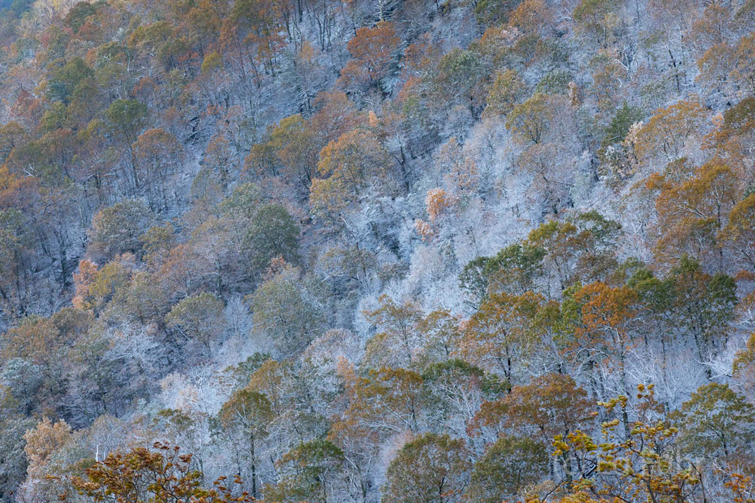 Snowy Encounter A mountain hillside holds on to a few of fall's final colors, dusted by last night's snow.