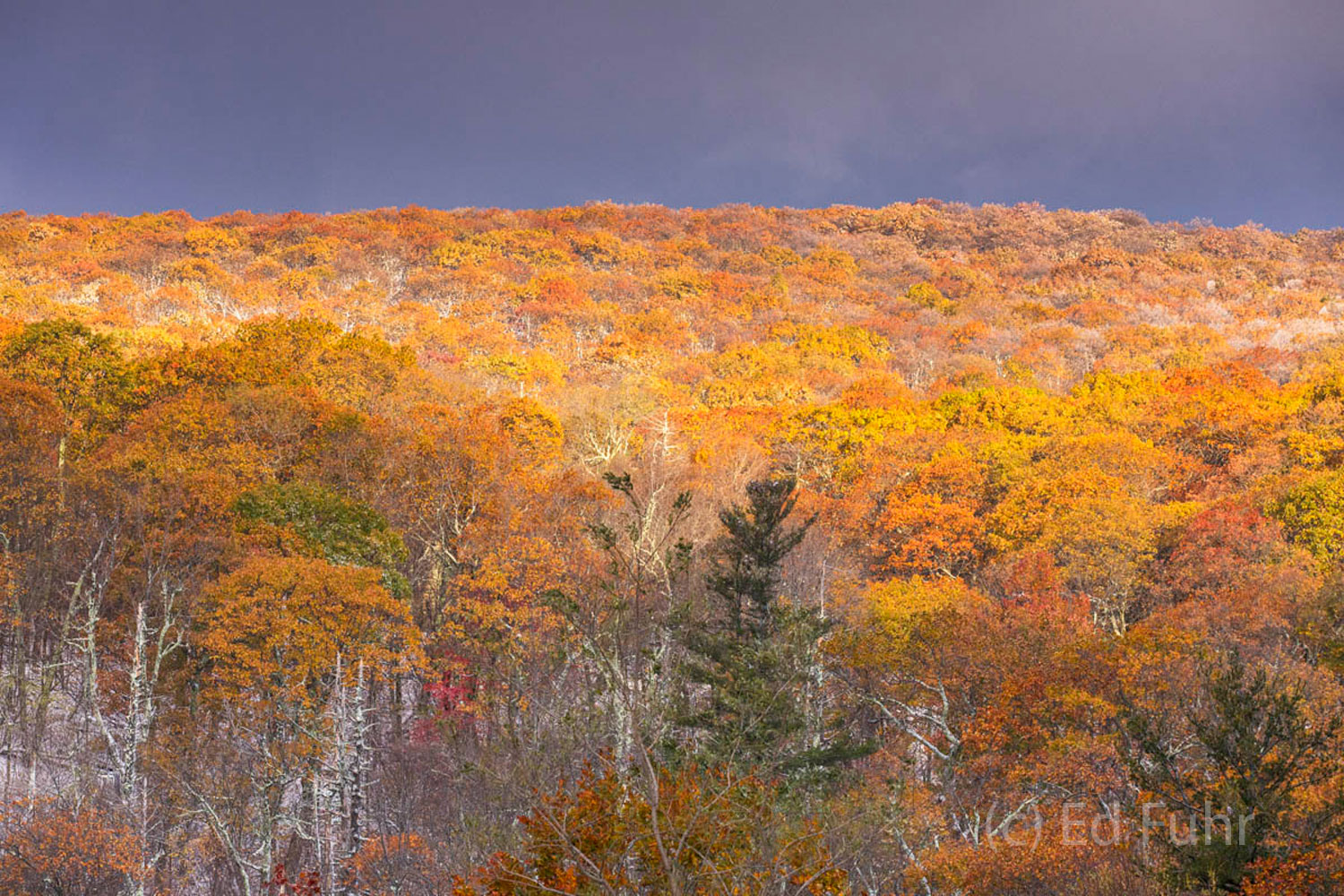 Sunrise After the Snow Many of Shenandoah's mountains are dominated by oaks that, in fall, turn a varying of red, tawny and russet but when the sun...