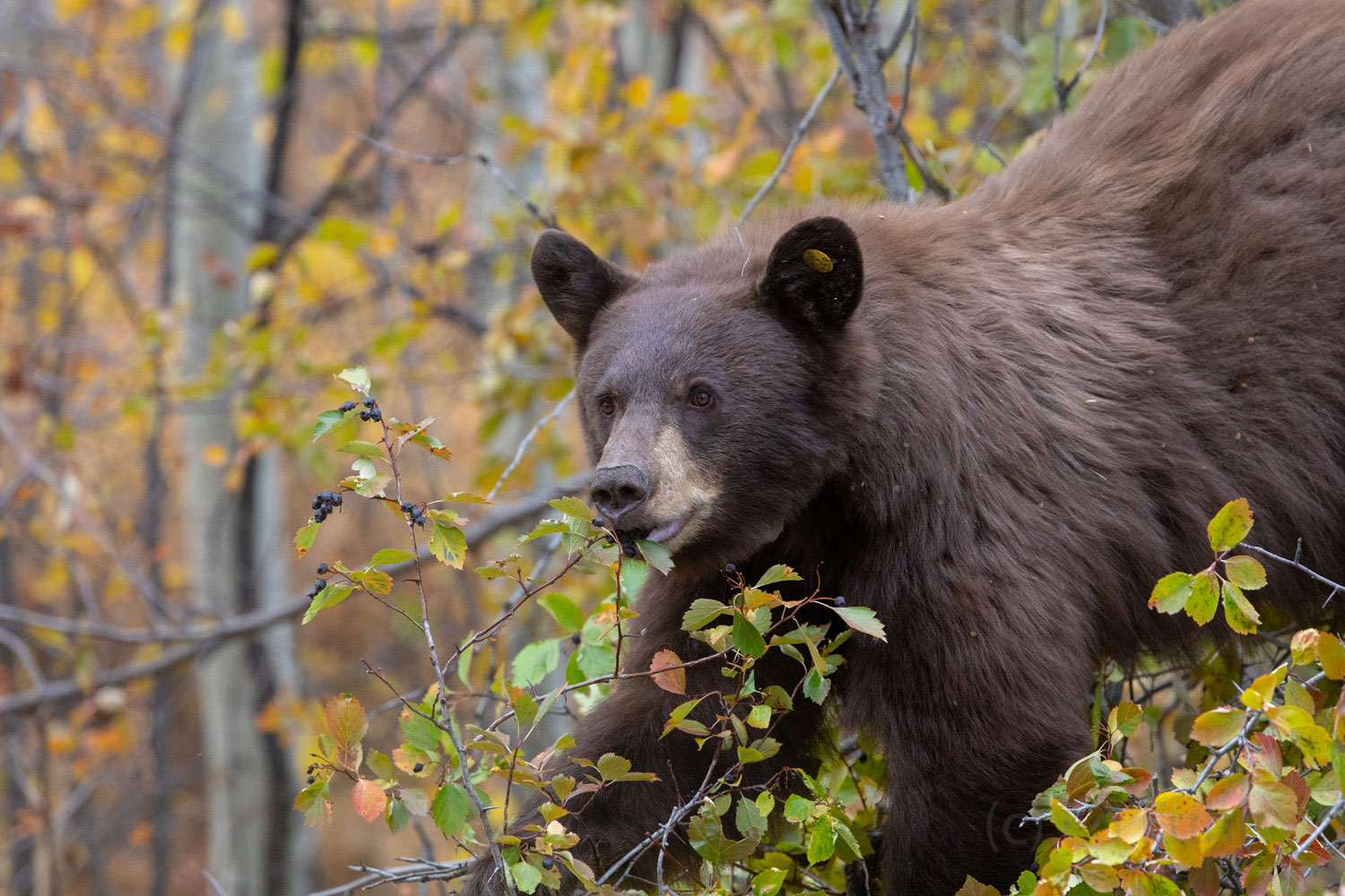 Now Which Way? A good sense of balance is critical as a black bear feasts on berries on the top branches of an alderberry.
