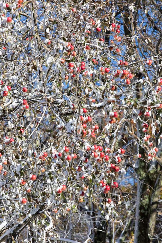 Apples in Snow The apples are ripe and ready for deer and other animals when they finally fall.