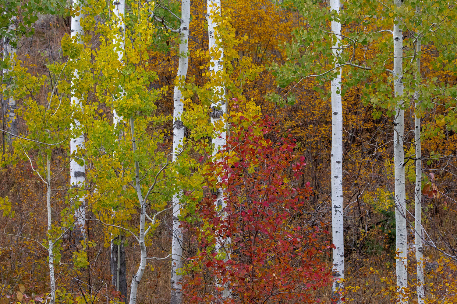 Maples and Aspens Maples amidst the Aspens