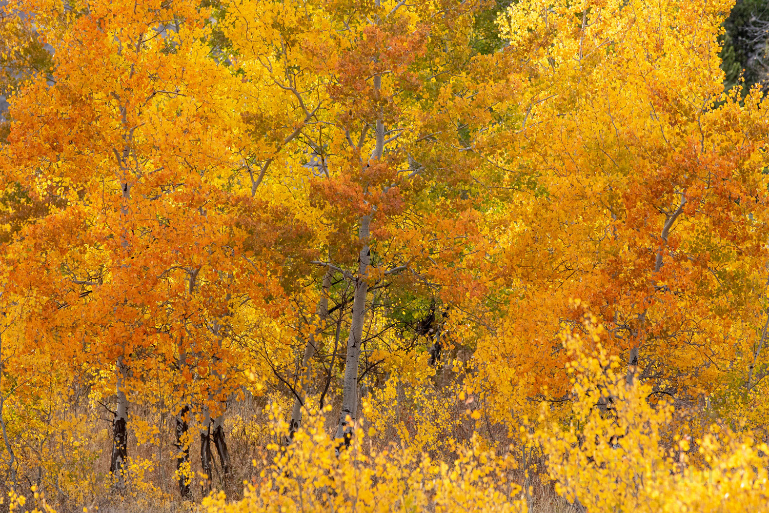 Glowing Understory Aspen Understory