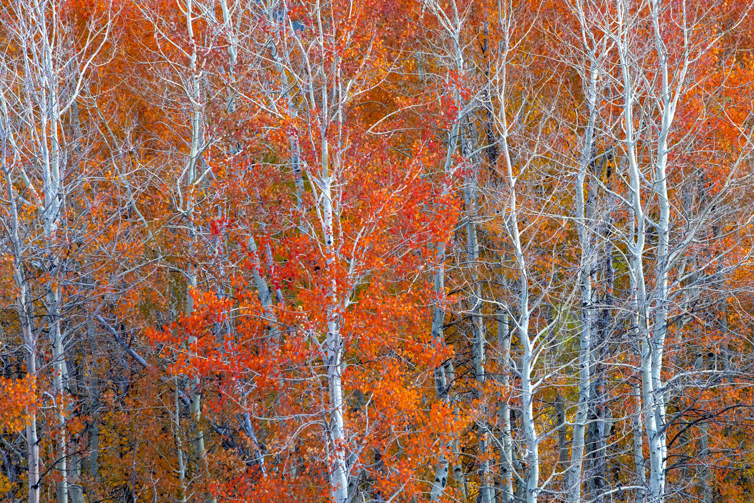 Moose Wilson Autumn Maples, alderberry and other reds and purples mix below golden aspen.