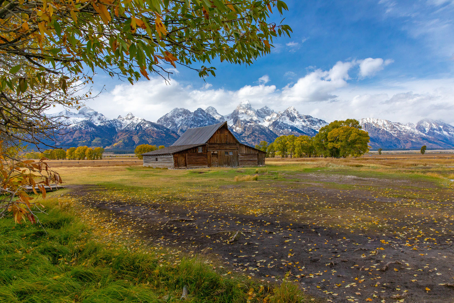 Leaves from the nearby cottonwood blow across the field in front of the Moulton Barn.