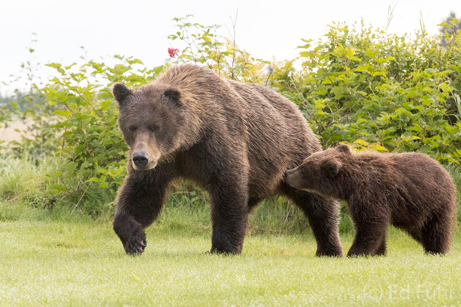 Just after sunrise a brown bear and cub strolled through our camp.