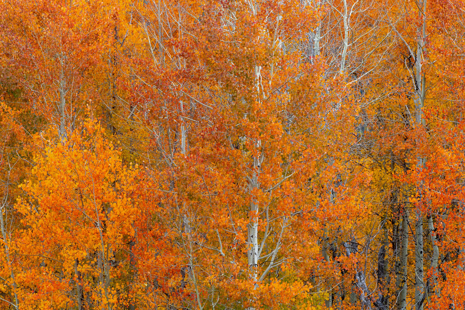 Most aspen turn yellow and golden in autumn but when conditions are right a select few can turn a fiery orange.