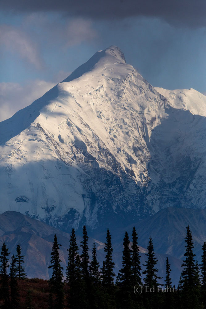 Silhouettes Spruce trees stand silhouetted against the snowy peaks of the Alaskan Range, one of only 15 species of trees that can be found...