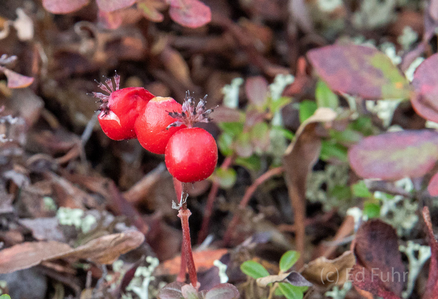 Cranberries and soap berry can be found across the Denali tundra.