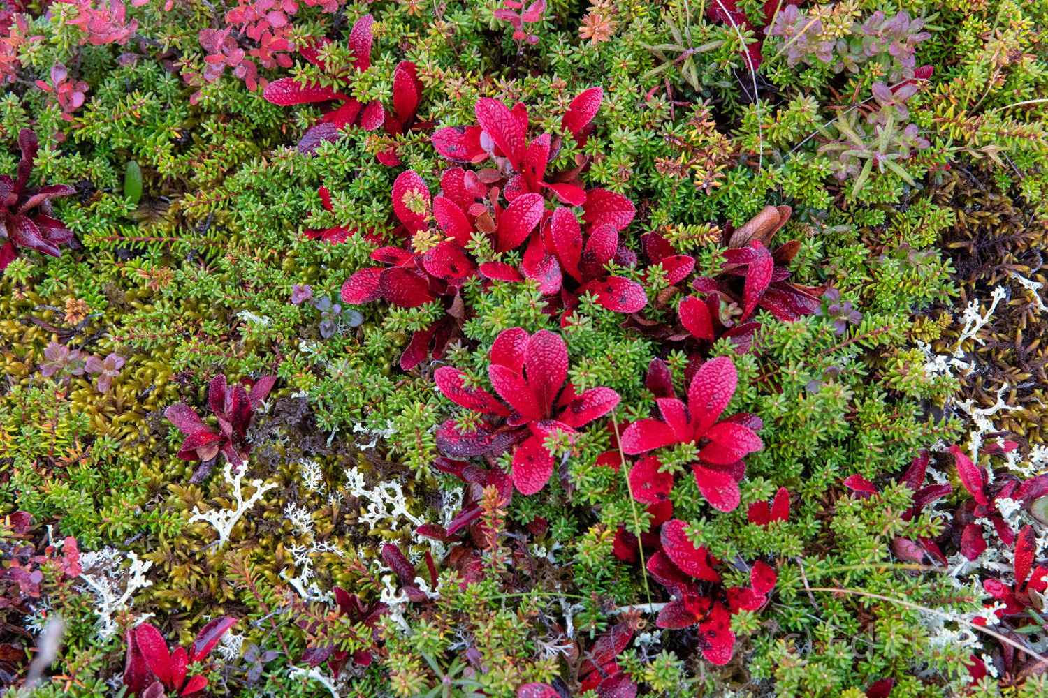 Carpet Close Up In this harsh climate, the tundra floor is carpeted by plants that, to survive, will grow only a few inches.