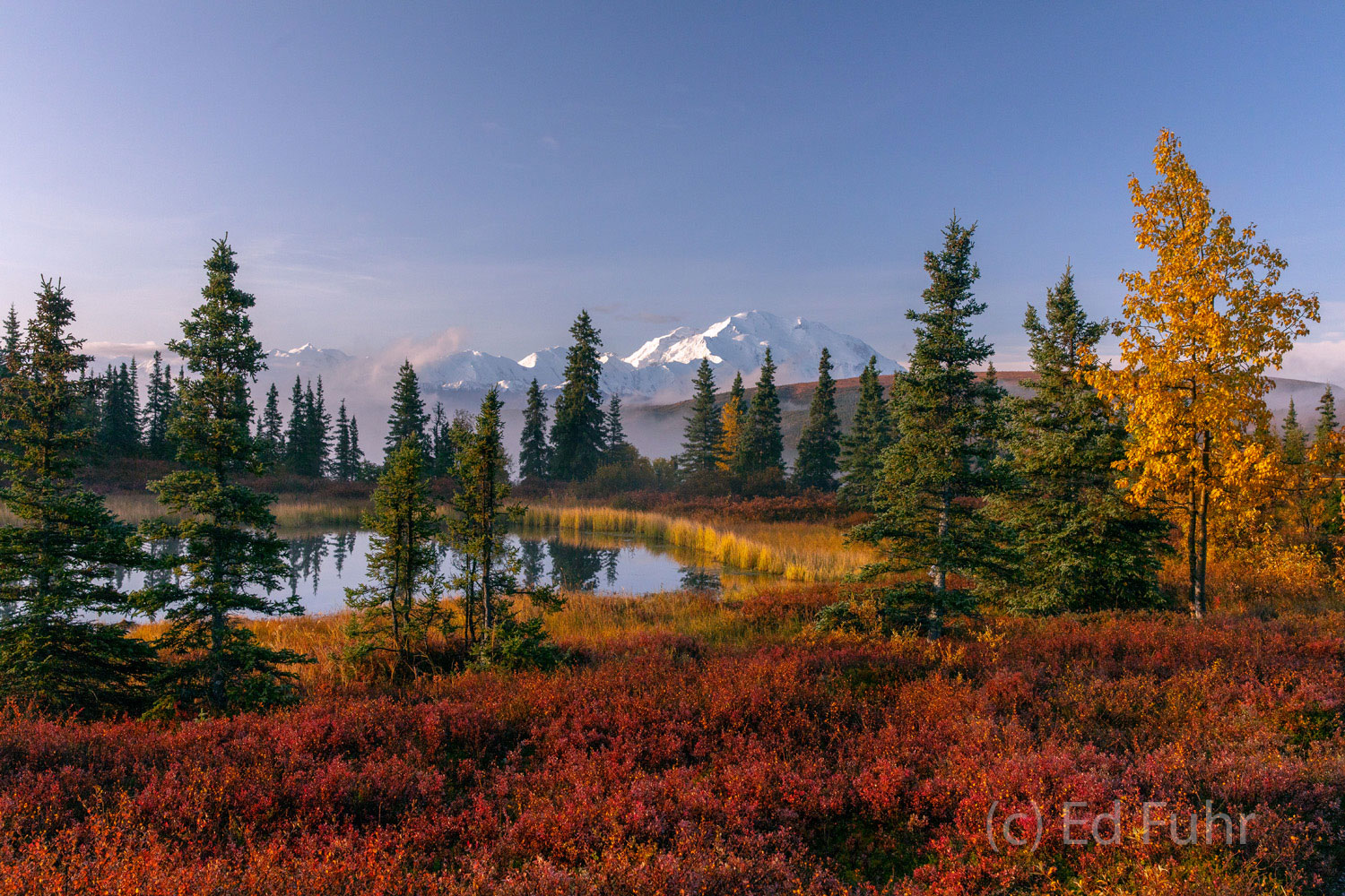 Denali Autumn Splendor Fog rises in the distance above Wonder Lake, as Denali gleams in the early morning sun above Nugget Pond and the red berry bushes...