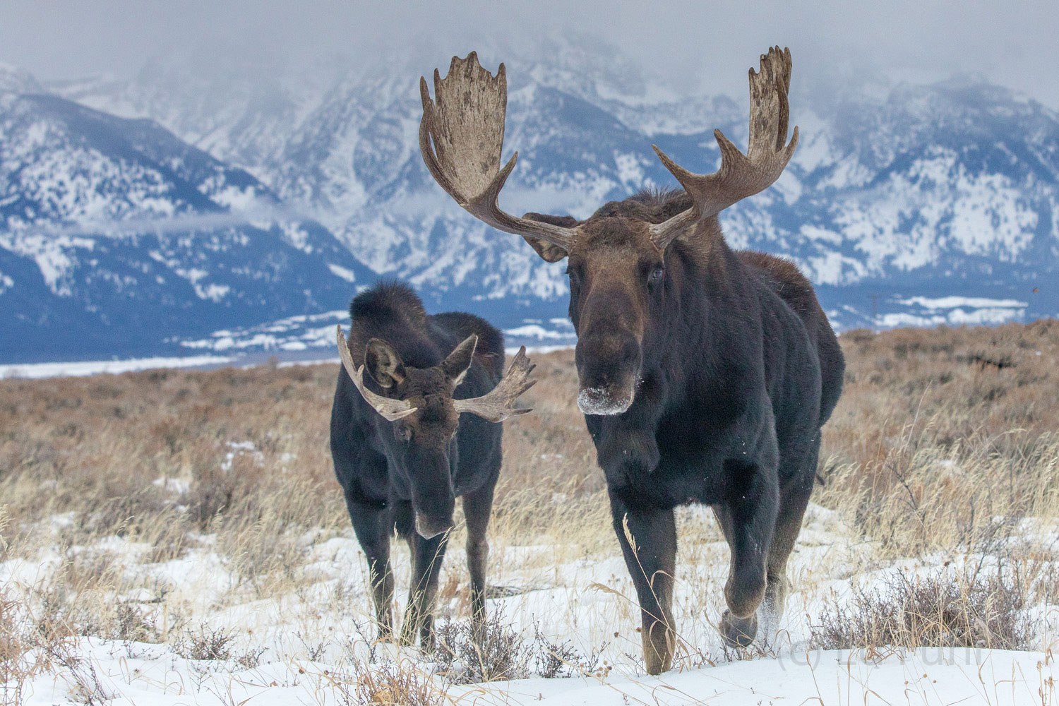 A large bull moose pays little attention to the younger bull who stays respectfully behind.  The younger moose may appear like...