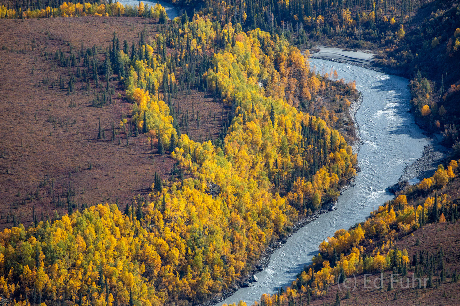 In early September, the larch and aspen along the banks of McKinley Creek turn a resplendent yellow.