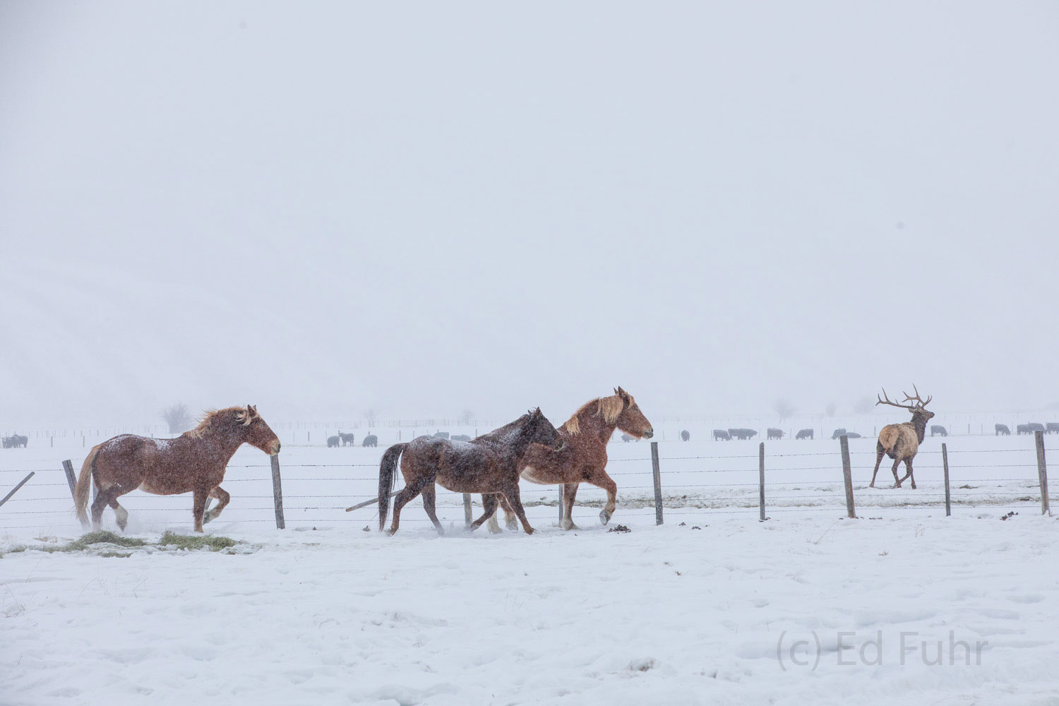 When the winters are long, even horses get protective of their daily feed, chasing out this bull elk that had come for their...