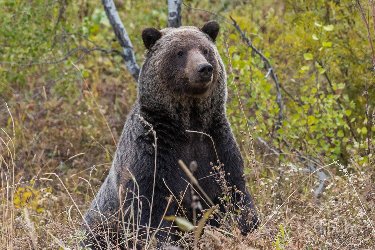 A very large male grizzly bear boar smells the autumn winds for any sign of other bears.
